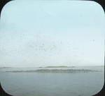 Double-crested Cormorants over Breeding Island, Lake Winnipegosis, Manitoba by Arthur Cleveland Bent