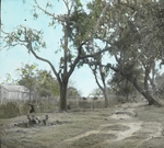 Tiger Oaks, Louisiana by Herbert Keightley Job