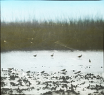 Sandpipers (Semipalmated, and...?) [Semipalmated Sandpipers] by Herbert Keightley Job