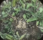 Nest of Kildeer, in Garden, N. Manitoba by Herbert Keightley Job