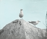 Ring-billed Gulls, Nelson County, North Dakota by Herbert Keightley Job