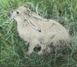 Jack Rabbit, Assiniboia [Canada] by Herbert Keightley Job