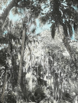 View in "Hammock," Florida by Herbert Keightley Job