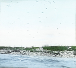 Ring-bill [Ring-billed Gull] and Cormorant Island, North Dakota by Herbert Keightley Job