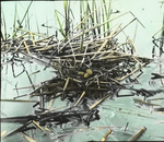 Nest of Black Tern, North Dakota by Herbert Keightley Job