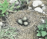 Nest of Ring-billed Gull, North Dakota by Herbert Keightley Job