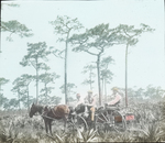 Through Florida Pineries, Brevard County, Florida by Herbert Keightley Job