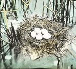 Nest of Horned Grebe, Magdalen Islands [Quebec] by Herbert Keightley Job