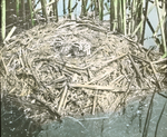 Nest of Horned Grebe, Magdalen Islands [Quebec] by Wallace Havelock Robb
