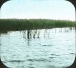 Rushes Tied as Marker, Lower Manitoba by Herbert Keightley Job