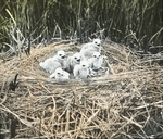 Nest of Marsh Hawks [Northern Harriers], Nelson County, North Dakota by Herbert Keightley Job