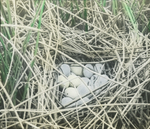 Nest of Canvasback and Redhead Eggs by Herbert Keightley Job