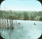 Pair of Ruddy Ducks, Lower Manitoba by Herbert Keightley Job
