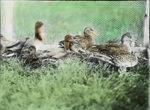 Small Ducklings, Saint Marks, Manitoba by Herbert Keightley Job