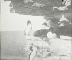 Murres and Razorbill, Bird Rock [Magdalen Islands, Quebec] by Herbert Keightley Job