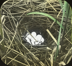 Nest of Ruddy Duck, Lower Manitoba by Herbert Keightley Job