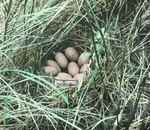 Nest of Lesser Scaup, North Dakota by Herbert Keightley Job