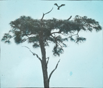 Osprey over Nest, Florida by Herbert Keightley Job