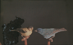 Indigo [Indigo Bunting] and Goldfinch (H. F. Perkins, University of Vermont)[Department of Zoology] by Henry Farnham Perkins