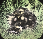 Young Lesser Scaups, Saint Marks, Manitoba by Herbert Keightley Job