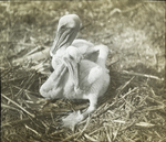 Young Brown Pelicans, Pelican Island, Florida by Herbert Keightley Job