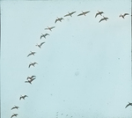 Blue Geese [Snow Geese] and C. [Company?] off Mississippi River, Louisiana by Herbert Keightley Job