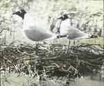Pair [of] Franklin's Gulls on Nest, North Dakota by Herbert Keightley Job