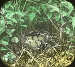 Nest of Lesser Scaup, Lower Manitoba by Herbert Keightley Job