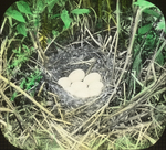 Nest of White-winged Scoter, Lower Manitoba by Herbert Keightley Job