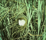 Nest of Ruddy Duck, North Dakota by Herbert Keightley Job
