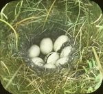 Nest of Blue-winged Teal, Saint Marks, Manitoba by Herbert Keightley Job