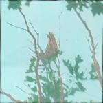 Snapshot of Long-eared Owl, North Dakota by Herbert Keightley Job