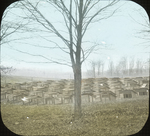 Hatching Coops, New York State Game Farm, Sherburne, New York by Herbert Keightley Job