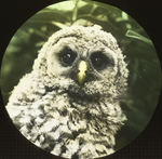 Young Barred Owl, North Middleboro, Massachusetts by Herbert Keightley Job