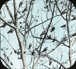 Tree Swallows, Migrating, Saint Marks, Manitoba by Herbert Keightley Job