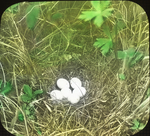 Nest of Short-eared Owl, Saint Marks, Manitoba by Herbert Keightley Job