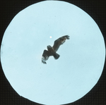 Short-eared Owl, over Nest, Saint Marks, Manitoba by Herbert Keightley Job