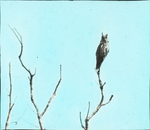 Long-eared Owl, Telephoto, North Dakota by Herbert Keightley Job