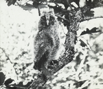 Young Long-eared Owl, North Dakota by Herbert Keightley Job