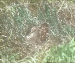 Least Sandpiper on Nest, Magdalens [Magdalen Islands, Quebec] by Herbert Keightley Job
