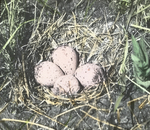 Nest of Bartramian Sandpiper [Upland Sandpiper or Upland Plover], North Dakota by Herbert Keightley Job