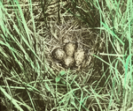 Nest of Wilson's Phalarope, North Dakota by Herbert Keightley Job
