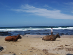 More Than Just Scenery: One With the Cows (South Africa) by Jahn Jaramillo